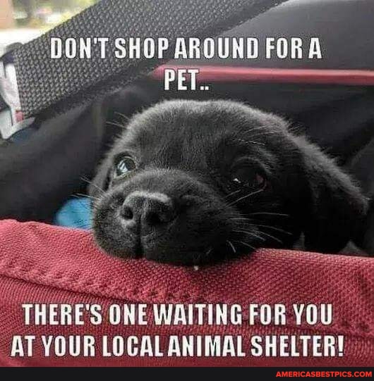 BadgerGary85494's tweet image. #theres #waiting #localanimal 
americasbestpics.com/picture/0B5OZE…
#AmericasBestPicsAndVideos