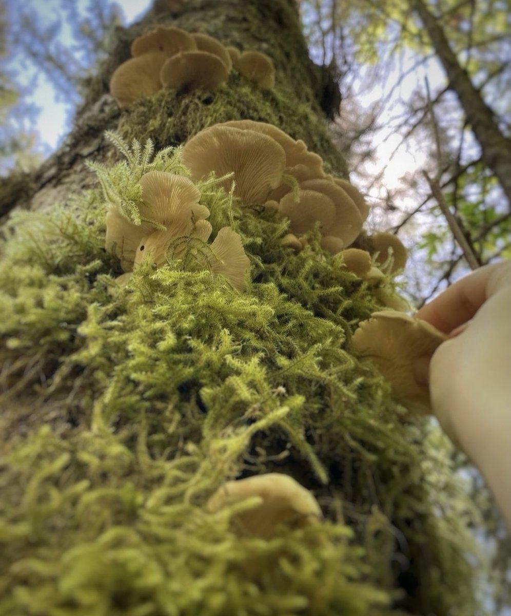 BlueHourBookery tweet media