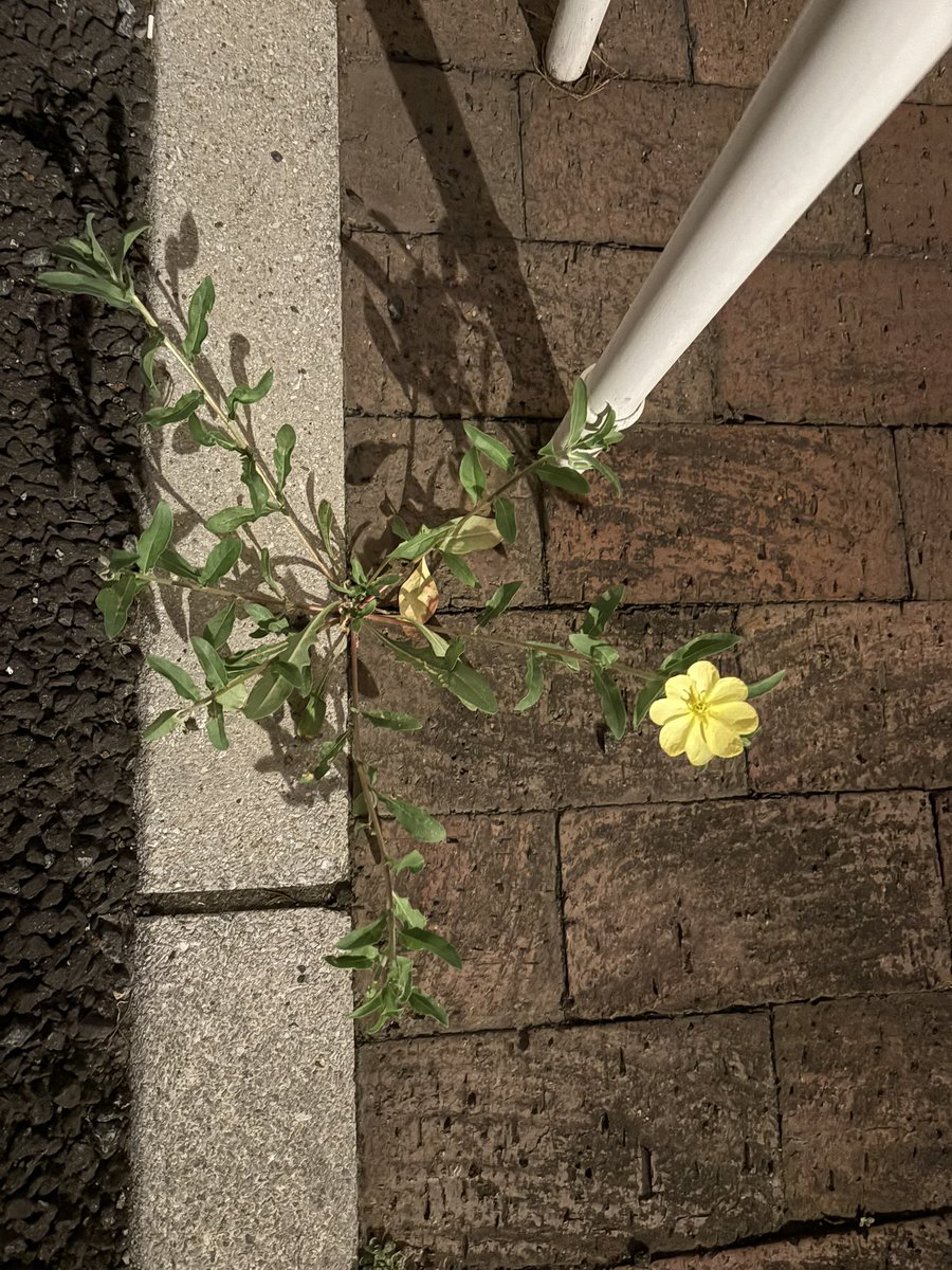 大森靖子🌏💖 tweet media