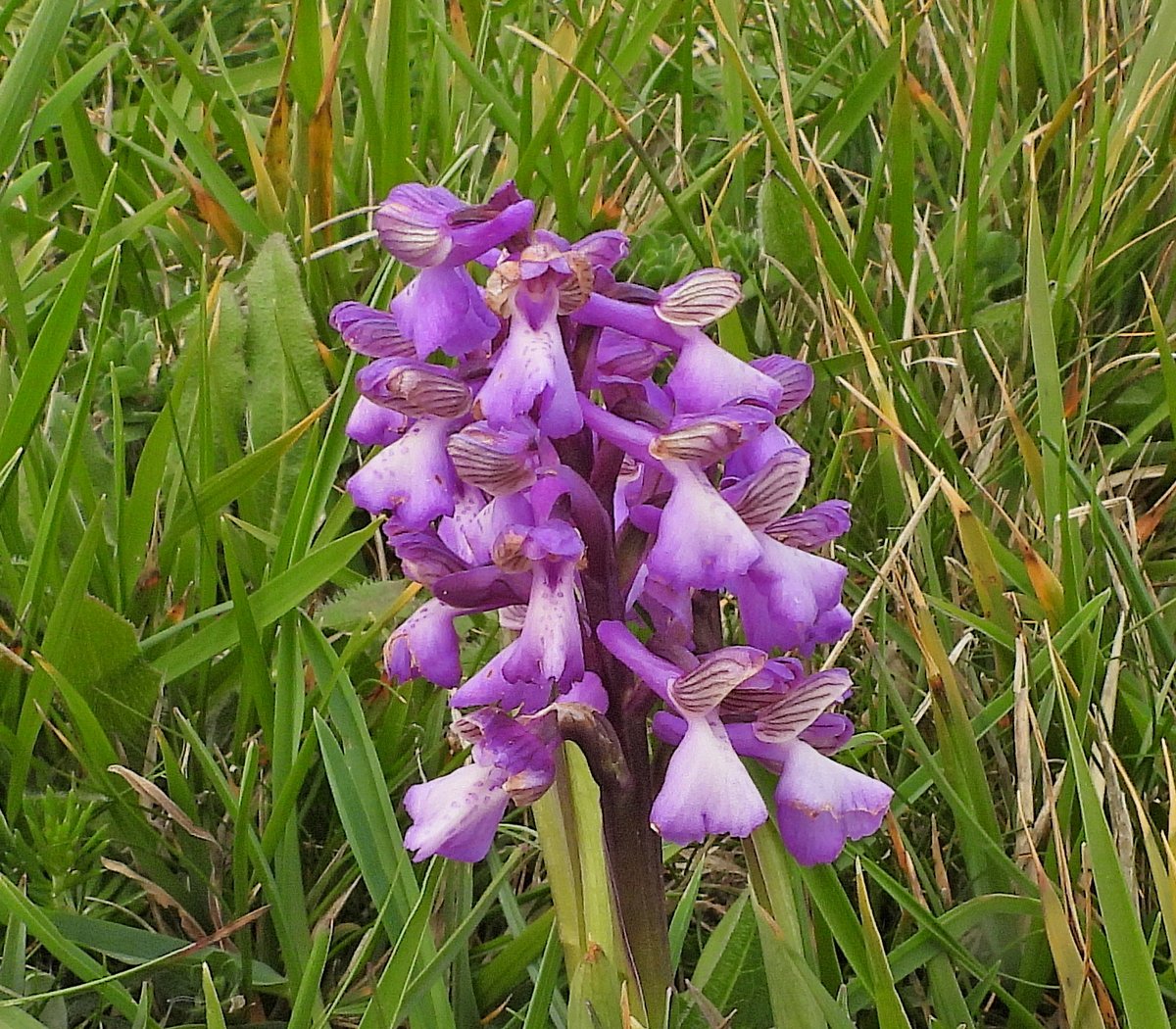 HargraveClive's tweet image. Green Winged orchids, Durlston Country Park.
@ukorchids #TwitterNatureCommunity