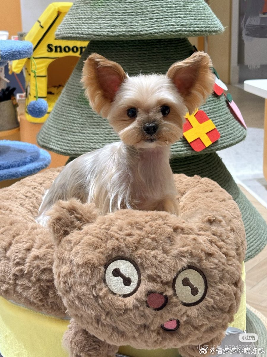 Synapsa Lab tweet media