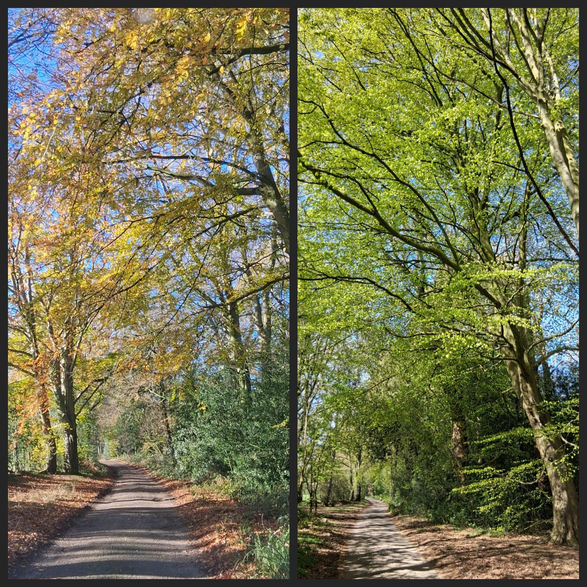 raindrop_rose1's tweet image. Wanderings along the same lane in Autumn and Spring.

#trees #nature #seasons #TreeClub #EarthDay