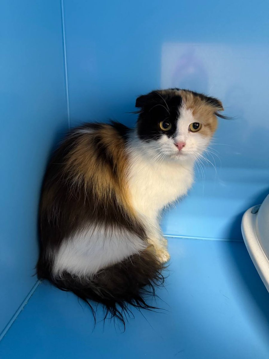 Доброхвост - благотворительный проект tweet media