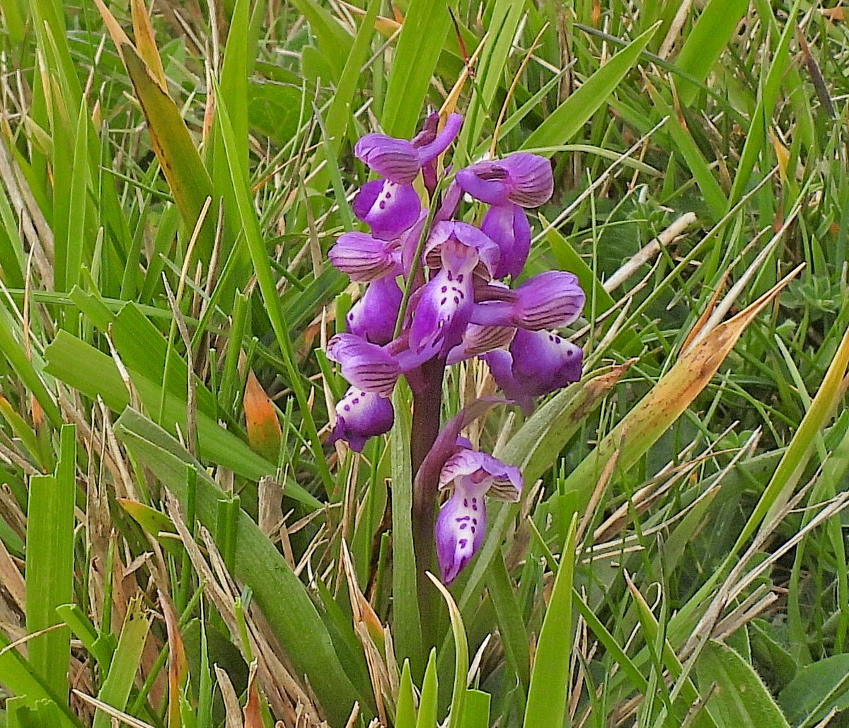 HargraveClive's tweet image. Green Winged orchids, Durlston Country Park.
@ukorchids #TwitterNatureCommunity