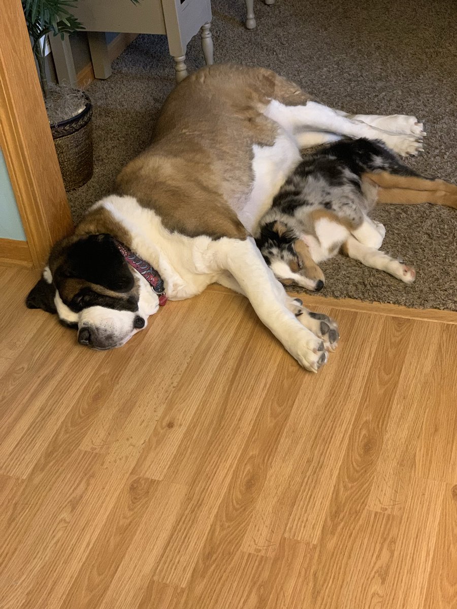 korierin2020's tweet photo. @doqholliday I miss my Maggie 😮‍💨 https://t.co/TunnHrg7i1