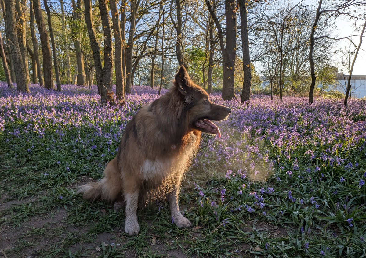 CamasTheCollie's tweet image. Bluebell status report. Chilly this morning, with a touch of ground frost. 🐾🐾🪻❄️🙄
#BorderCollie
#Bluebells
#Frosty
#WontLookWednesday