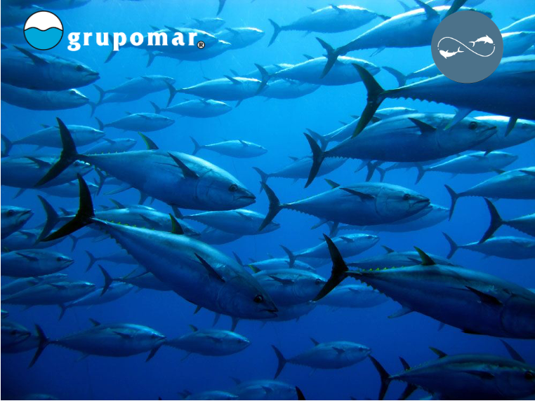 Antonio Guerra tweet media