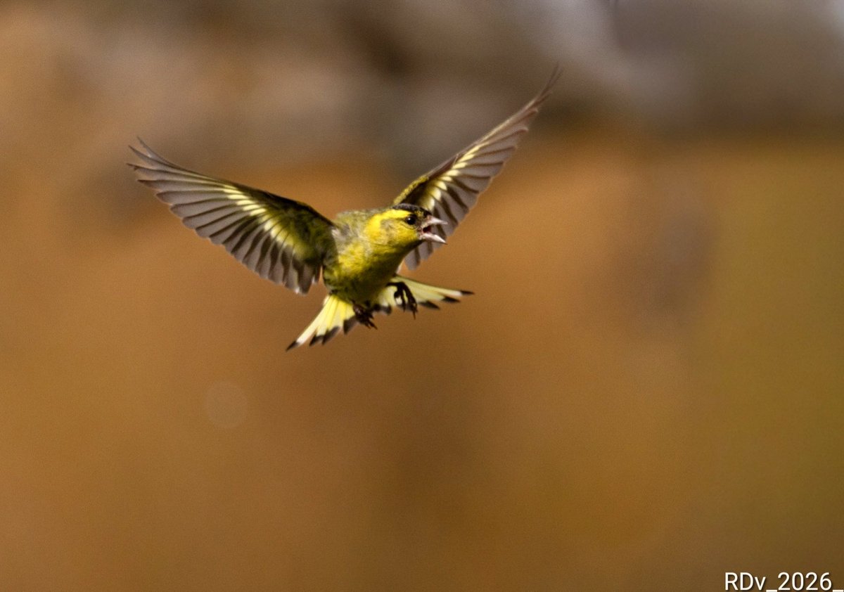 rosie_52's tweet image. Siskin

#siskin #birdphotography #birds #birdsofx #BirdTwitter #birdwatching #wildlife #nature  #NatureMagic #NatureVibes