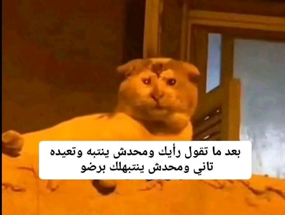 يائير. tweet media