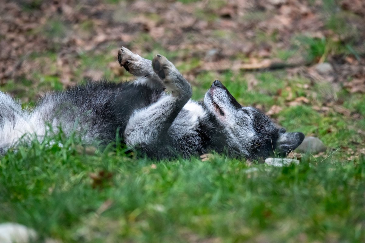 Wolf Haven International tweet media