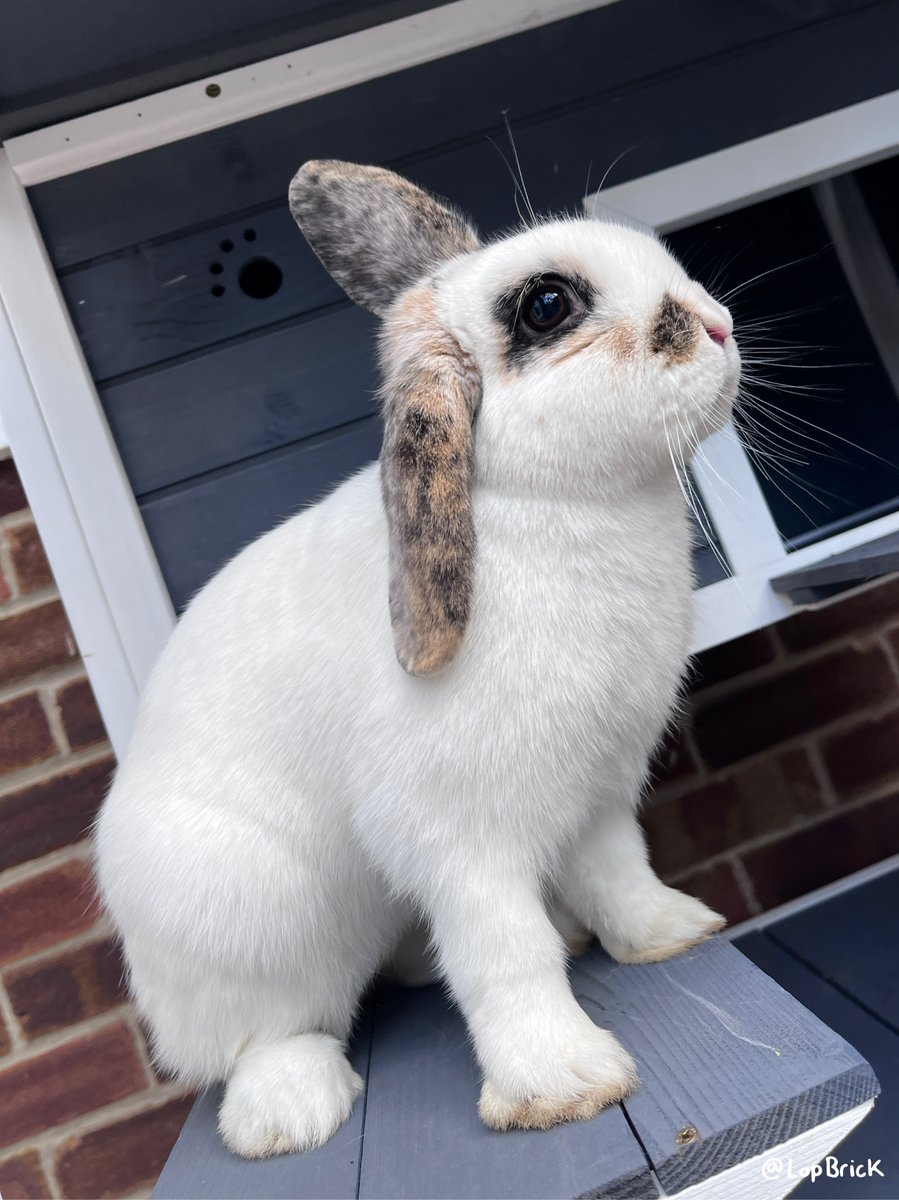 lopbrick's tweet photo. Brick showing off her power stance! 🐇🧱 #cuteanimals #pets #rabbits https://t.co/2z3QUm7YUN