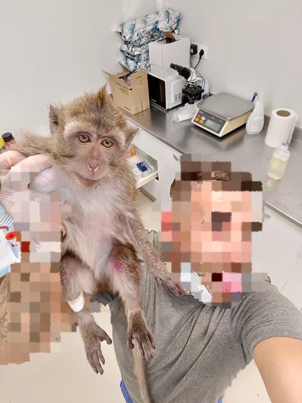 Mañana se cumple un año desde que publicamos estas imágenes del interior del mayor centro de distribución y experimentación de primates en Europa, Camarney SL.