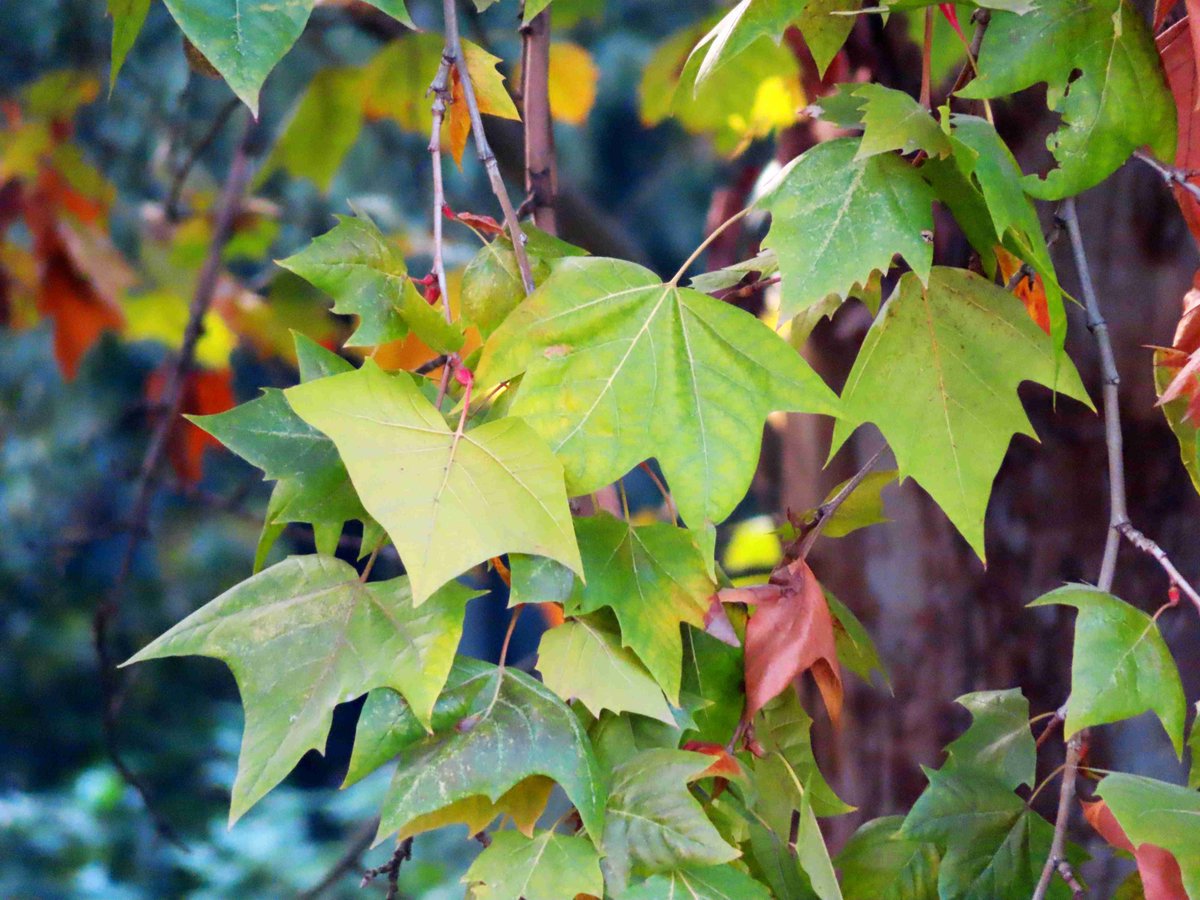 andreea panaite tweet media