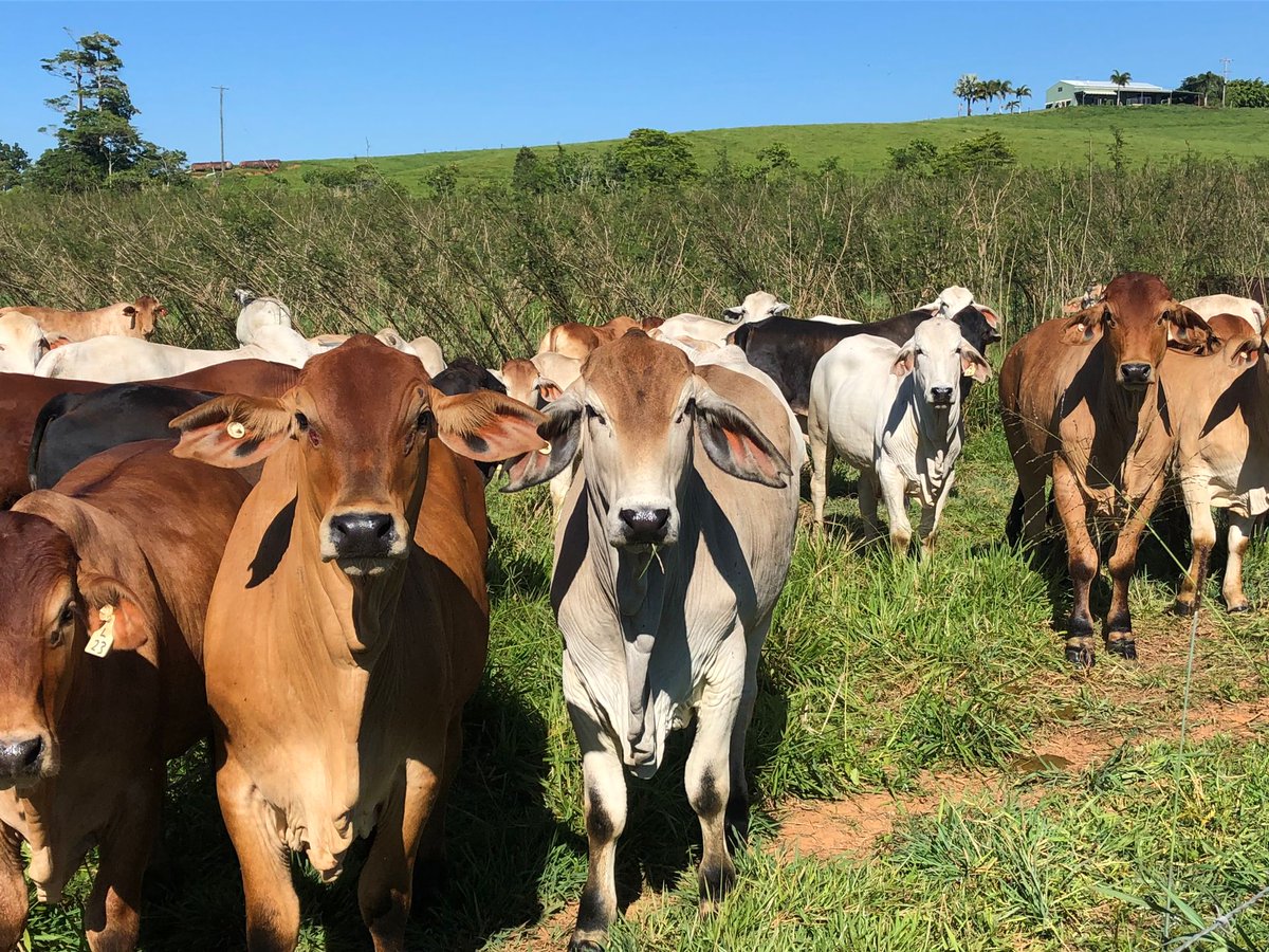 FutureBeef tweet media
