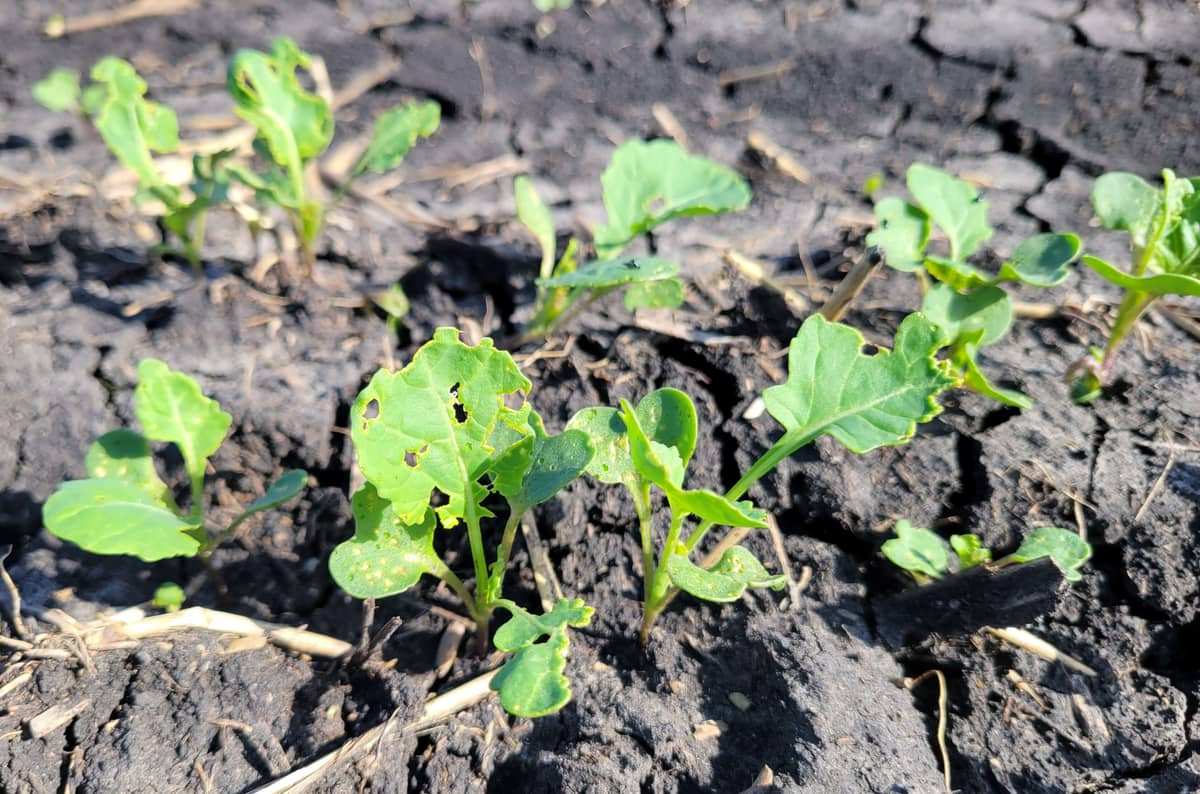 realagriculture's tweet image. Flea beetles are a persistent threat to canola. Dr. Boyd Mori discusses integrated pest management strategies that leverage beneficial insects.

Is it enough?  ow.ly/YZ0S50YKTT3 #westcdnag #pestmanagement #farming #agriculture #canola
