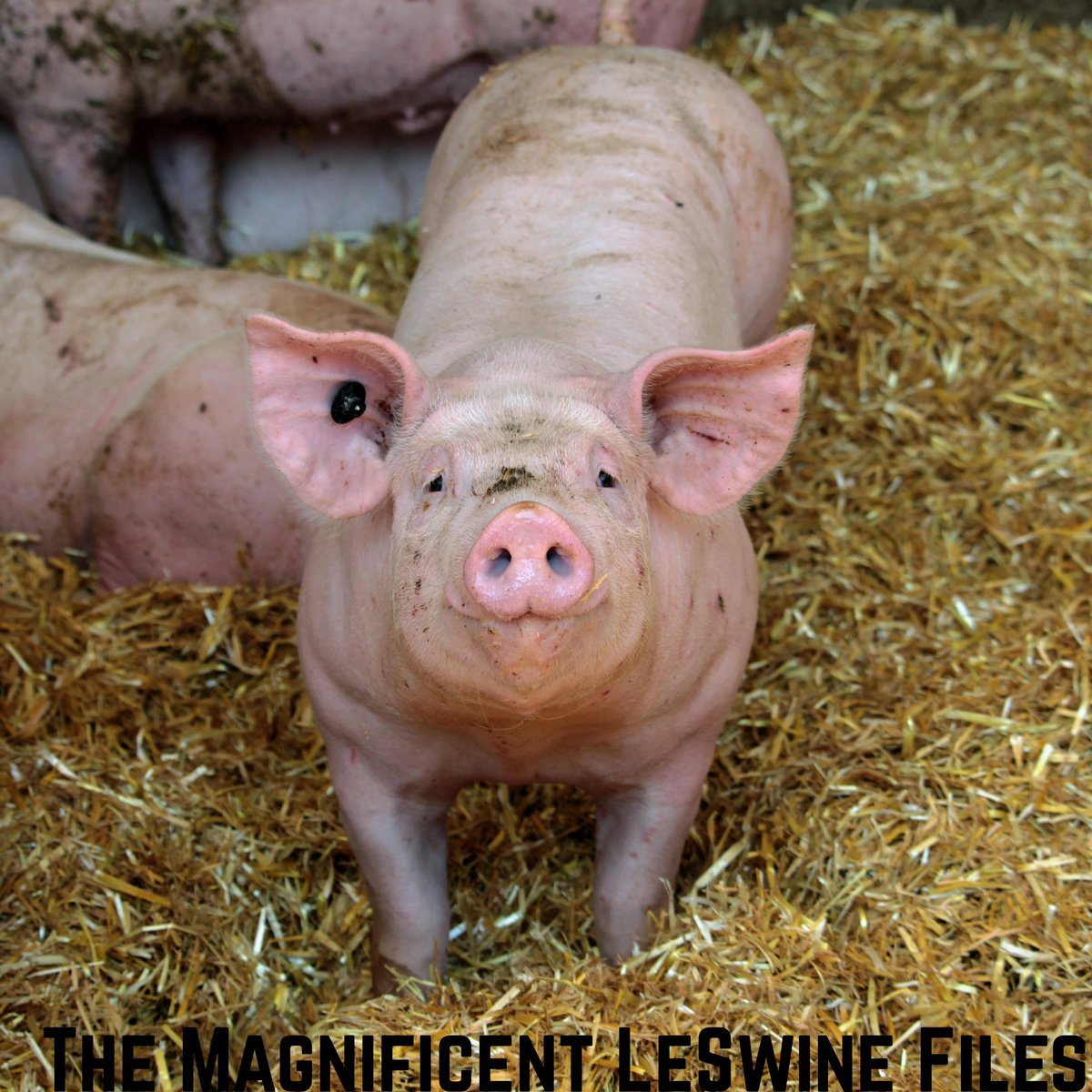 chocolatierLL's tweet image. .@MLB fans, check out The Magnificent LeSwine Files Network. Weekly shows on #JunkFood, #RockMusic, #Sports &amp;amp; the comedy of #ProWrestling &amp;amp; #MMA
Covering all bases-got you covered! Subscribe today!

#BlueJays50 #RepTheHalo #Athletics #TridentsUp 

podcasts.apple.com/us/podcast/the…