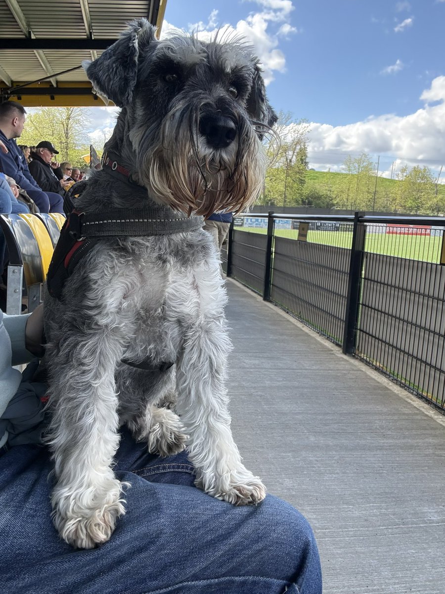 nonleaguedogs's tweet photo. Waffles looking majestic at @OfficialWands v @wellingunited
He got pats and cuddles from the players and manager after the final whistle and of course, chips ๐๐ผ #waffleswednesday
๐ธ @MrWafflesTheDog https://t.co/8KFF9t1UCE
