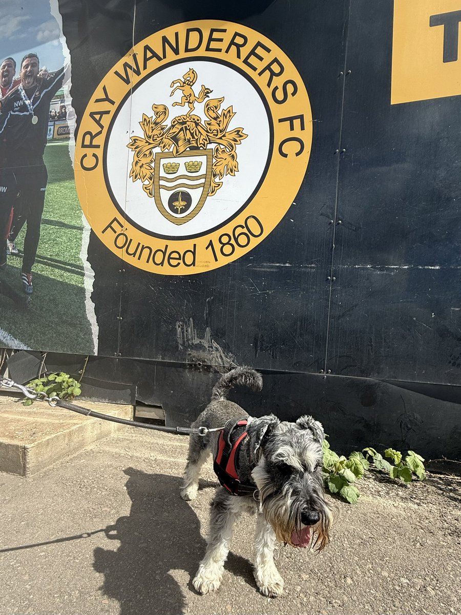 nonleaguedogs's tweet photo. Waffles looking majestic at @OfficialWands v @wellingunited
He got pats and cuddles from the players and manager after the final whistle and of course, chips ๐๐ผ #waffleswednesday
๐ธ @MrWafflesTheDog https://t.co/8KFF9t1UCE
