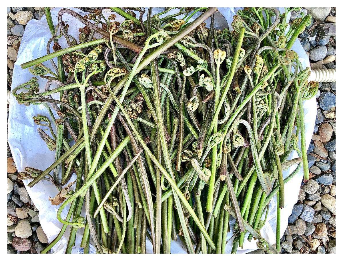 ばふぁりん tweet media