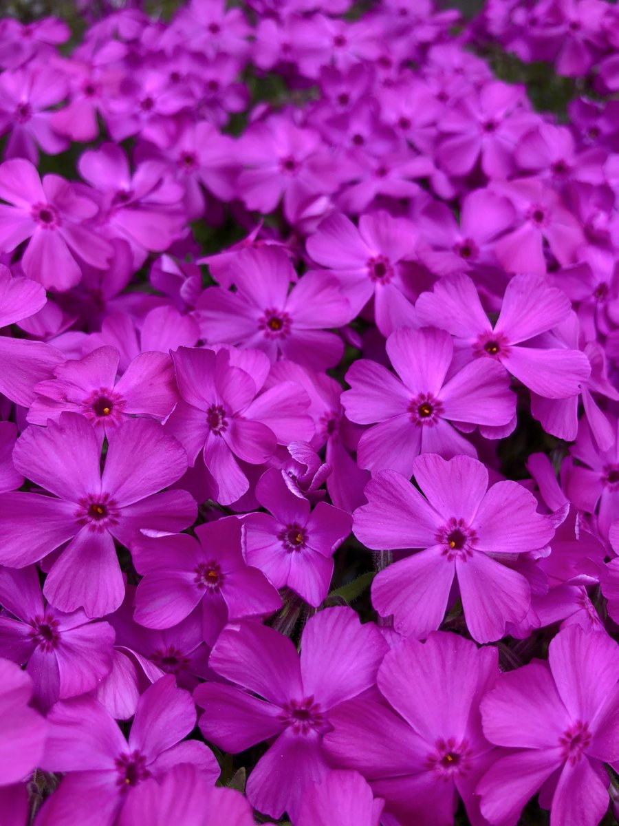 ささいムサシ tweet media