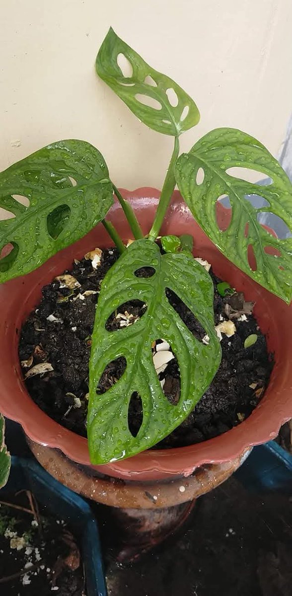 hael_mt's tweet image. Monstera #leaves