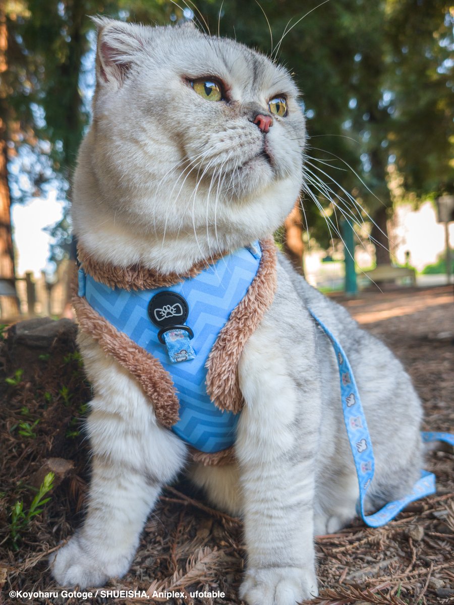 Pawsonify 🐾 tweet media