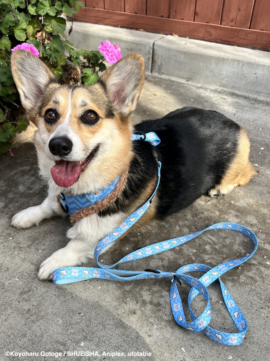 Pawsonify 🐾 tweet media
