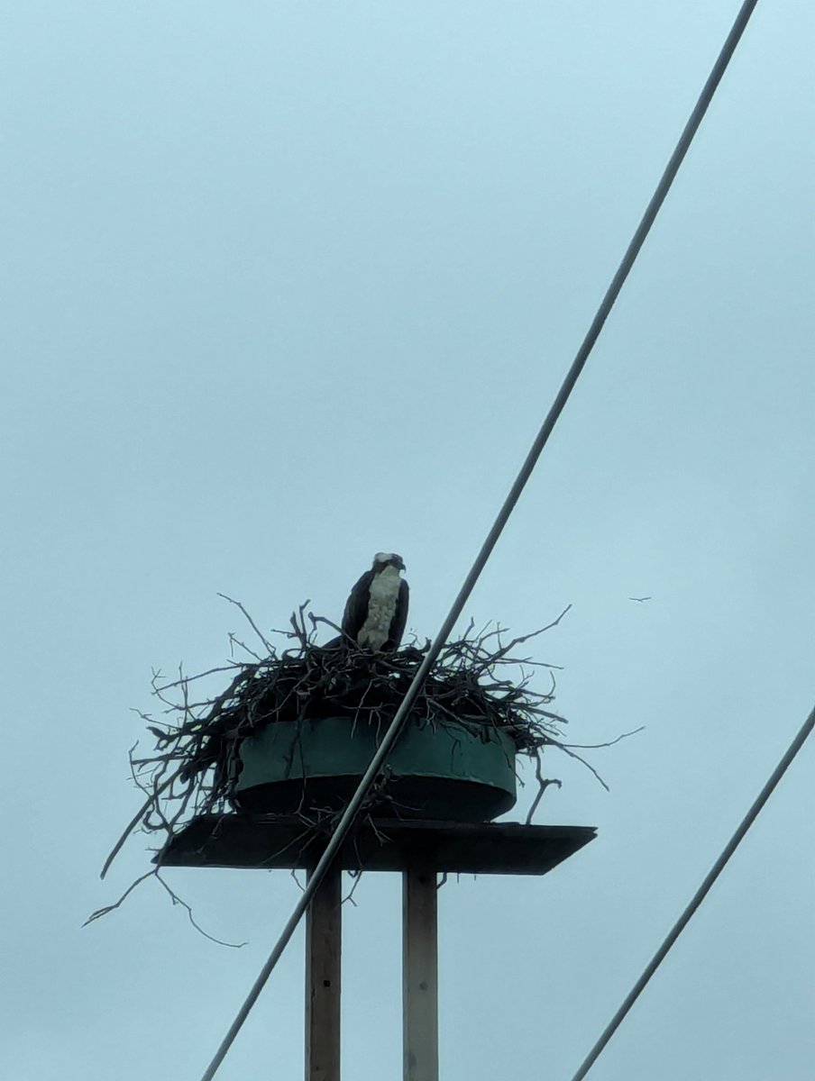 Osprey