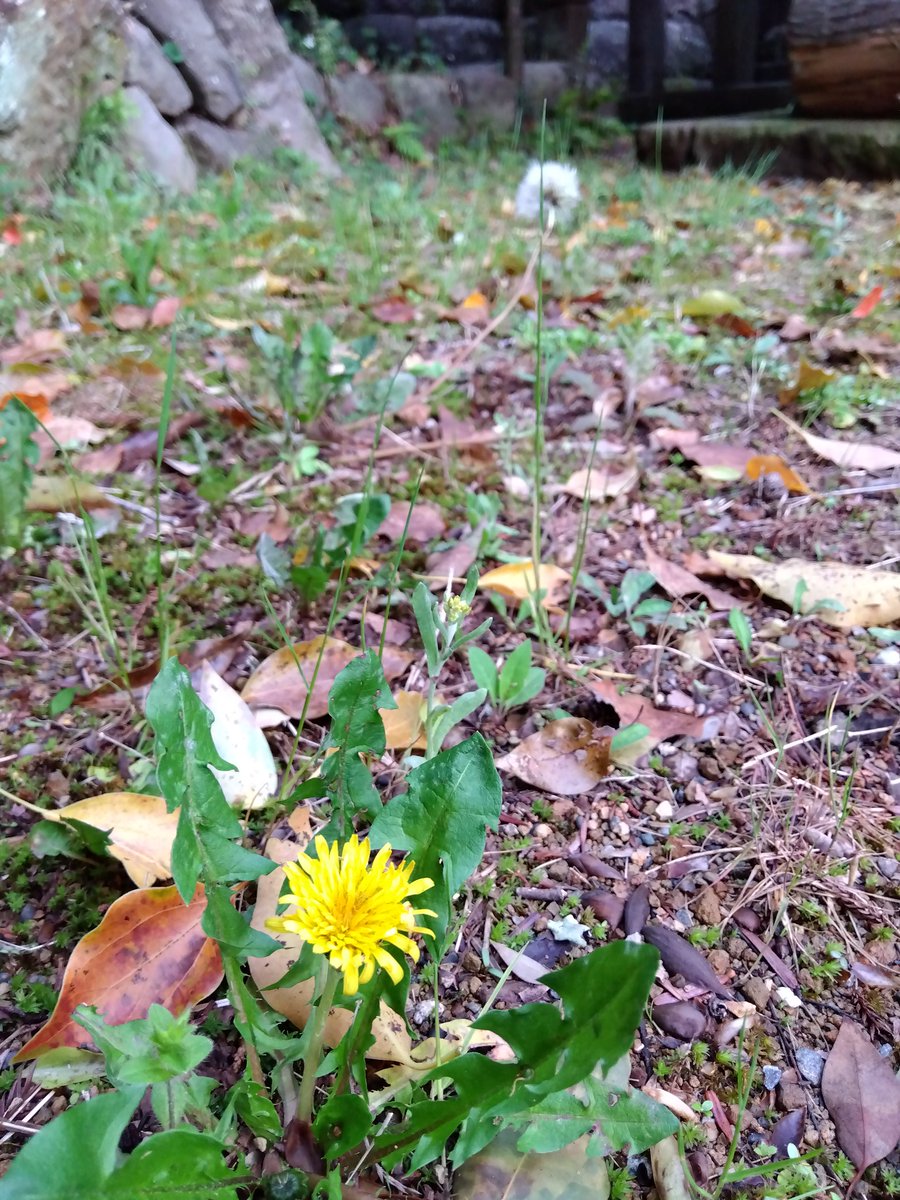 toyoyukejinja's tweet image. おはようございます🌫️
#日本 #子孫繁栄　　　　　　　 　　　　　4/23🌱拜