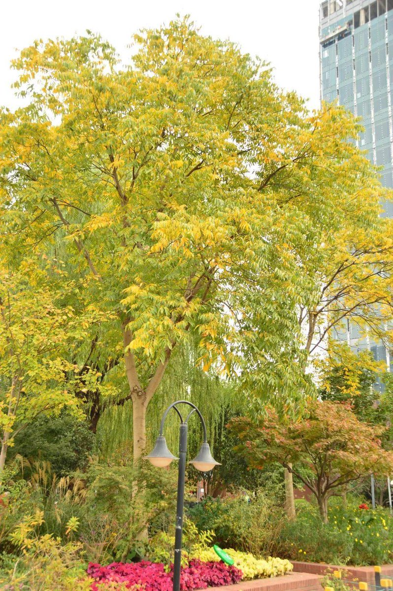 Raj sharma tweet media