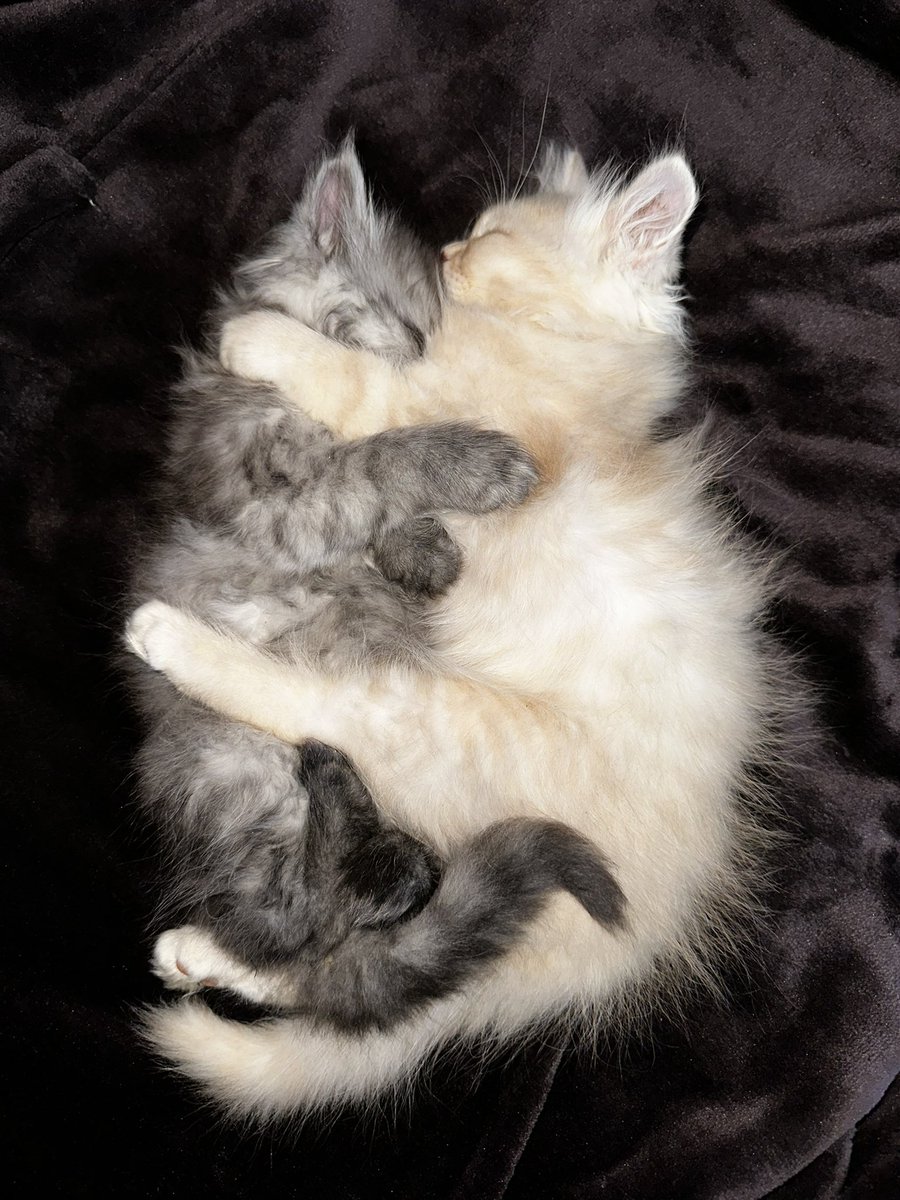 𝐍Ⓞ︎𝐍Ⓞ︎➰ tweet media