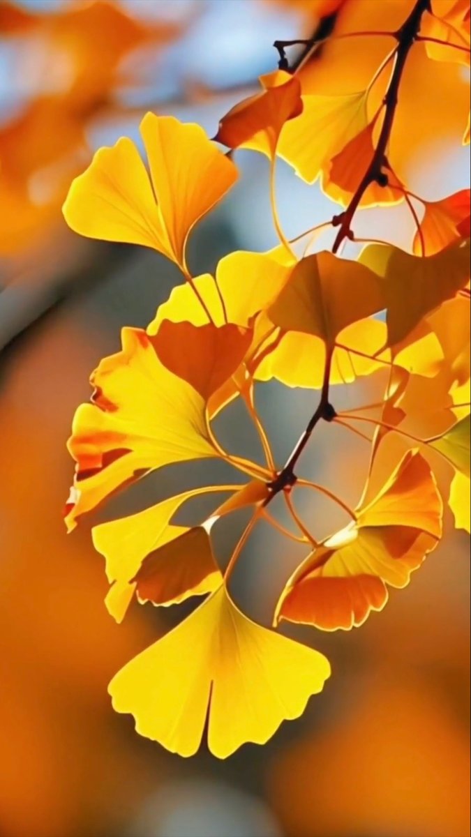 celo59073657's tweet photo. Autumn breeze, golden leaves, warm latte—perfect cozy day vibes  #FallFeels https://t.co/UHSSoNMEd7