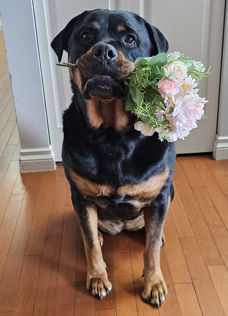 servicerotties's tweet image. No dog has the perfect human. They're not very good at listening, they tend to hog the bed, and they don't appreciate when we decorate with paw prints. But if they can open cans of stinky fish, or make bacon appear, then you've got a good one and should take care of them.