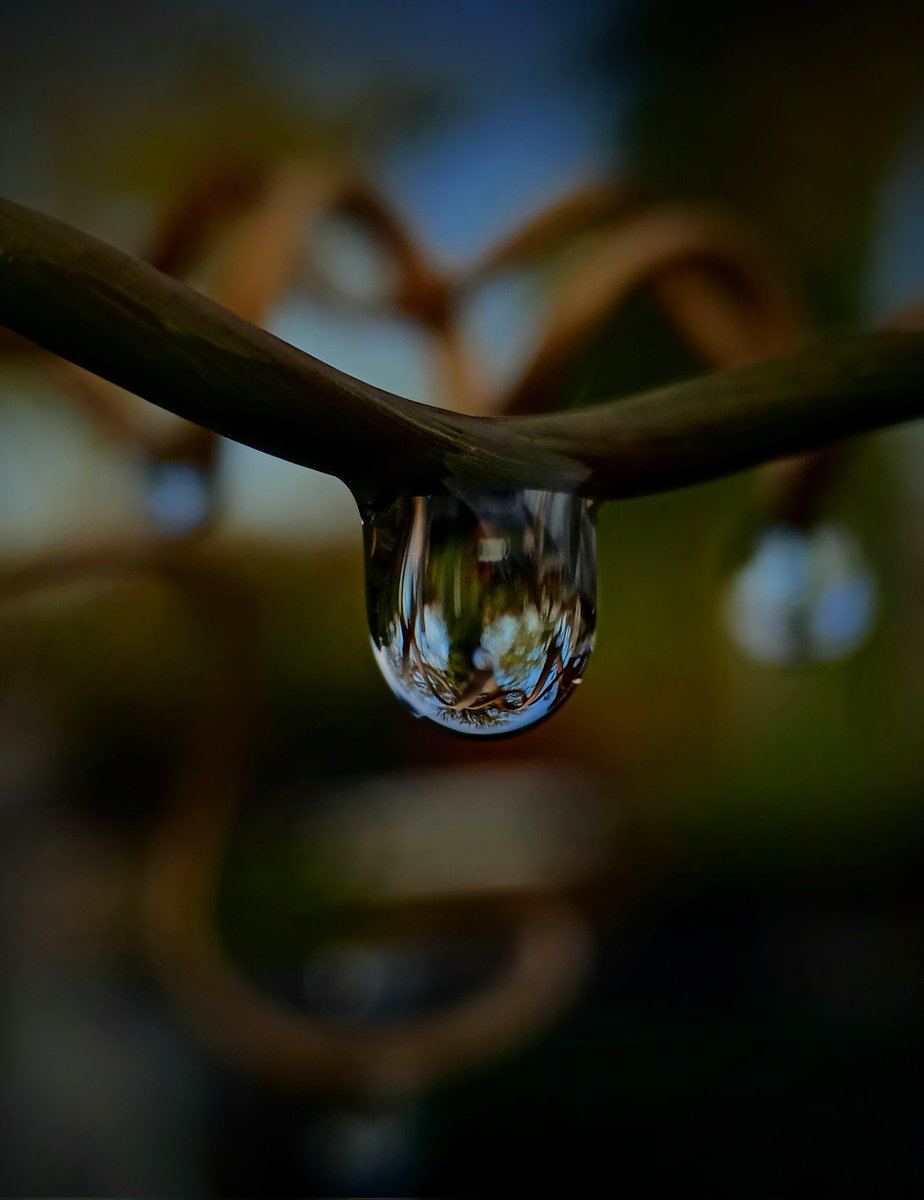 SewellLeigh's tweet image. This little beauty was a result of my watering , so it's rain somewhere along the line 👀🤣

#macro #macrophotography #waterwednesday #wednesdaymorning