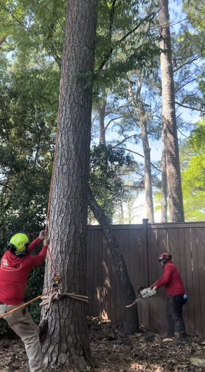 NorthsideTreeP's tweet image. 🌳✨ See why we’re the best!
Epic tree removal done with precision, safety, and teamwork 💪
We do it all: trimming, removal, stump grinding &amp;amp; cleanups 🌲
📞 (770) 394-0905 | Free consultations #Atlanta #treeservice #treeremoval #treetrimming #treehealth #trees
