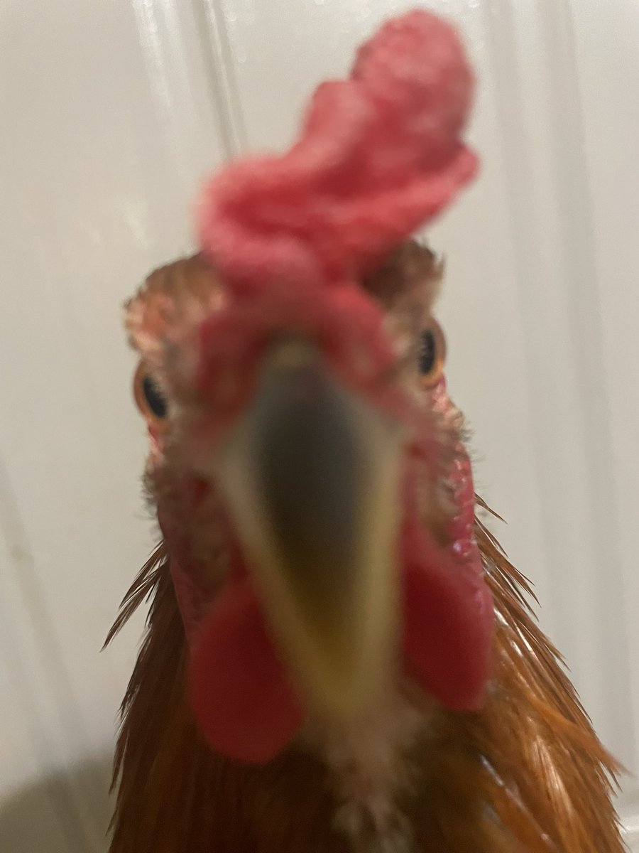 chicken boy 🐓 tweet media