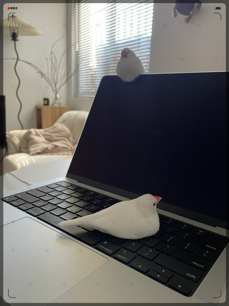 Enes tweet media