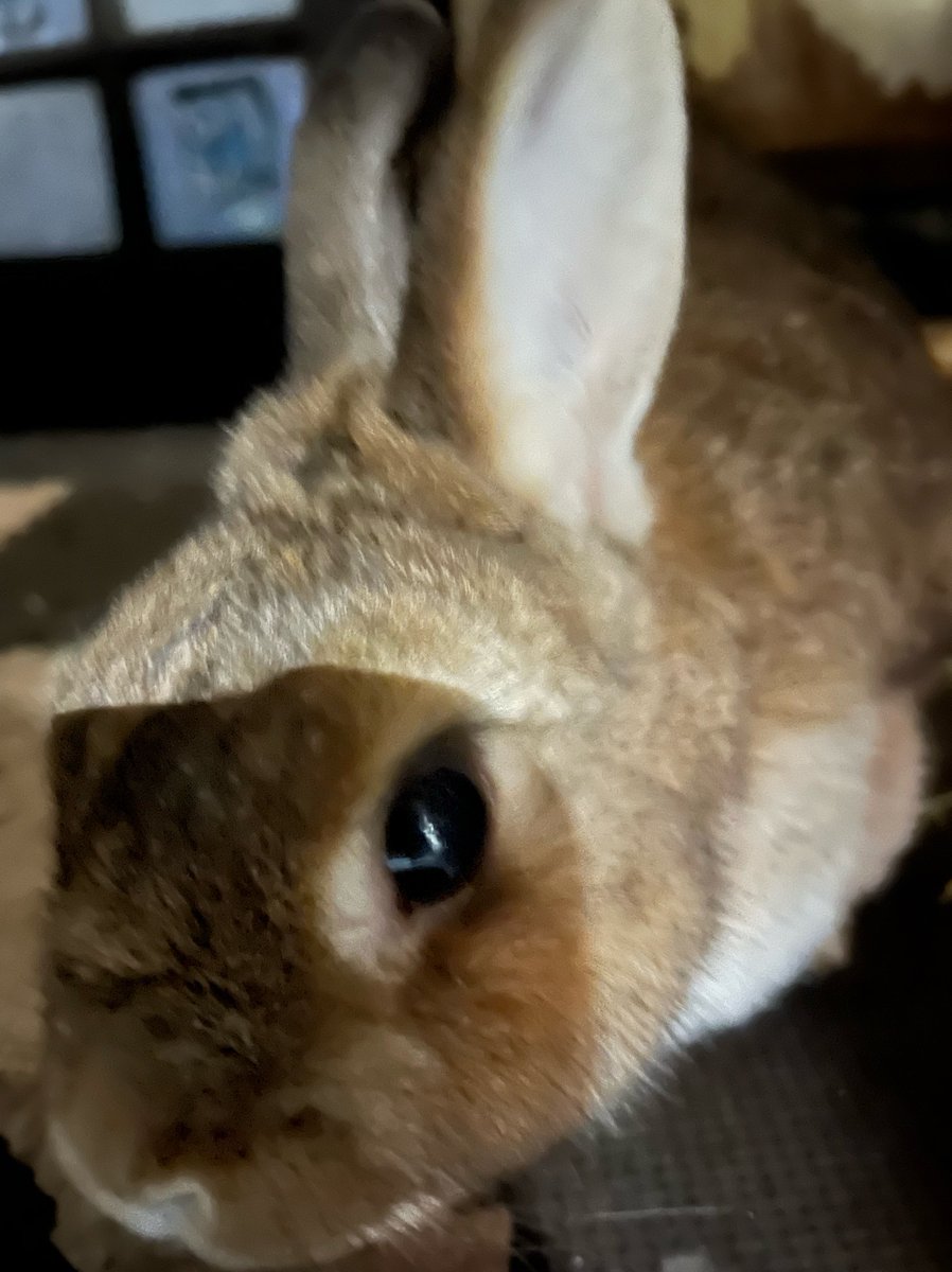 rabbit house tweet media