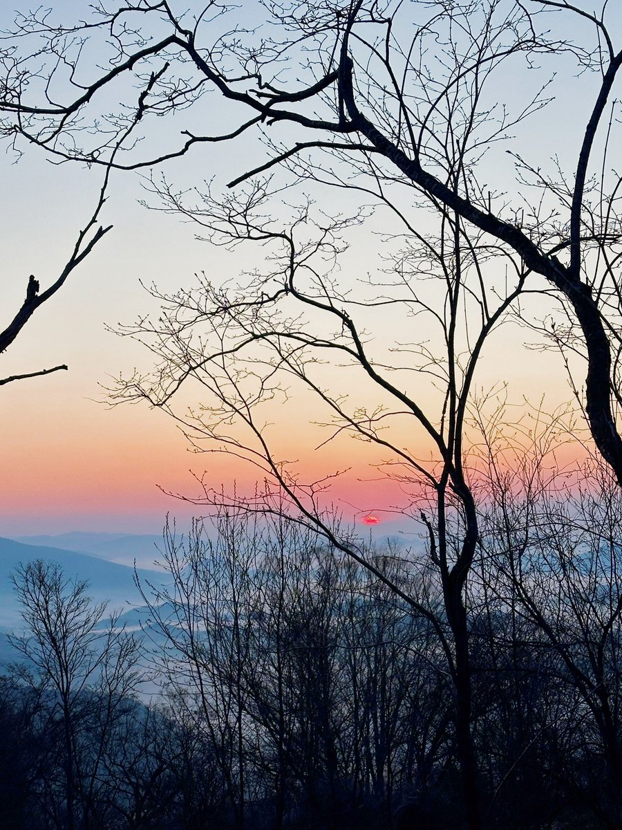 Блоха неведомая tweet media