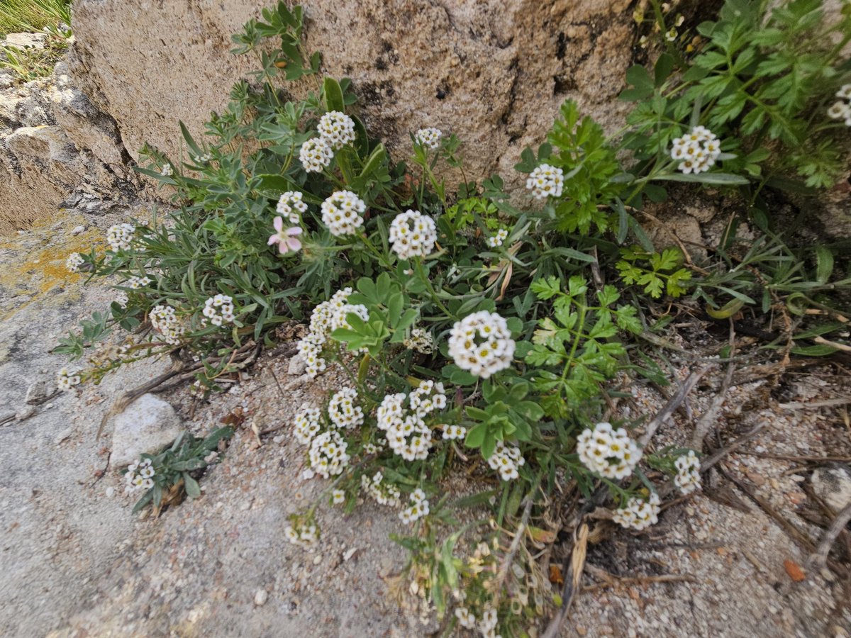 Benno te Linde tweet media