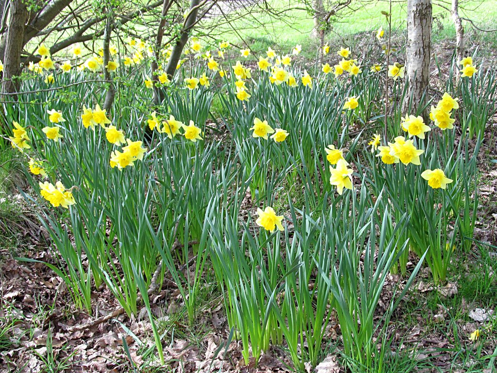GM0URD's tweet image. Springtime in Dunfermline. #Dunfermline #Fife #Scotland