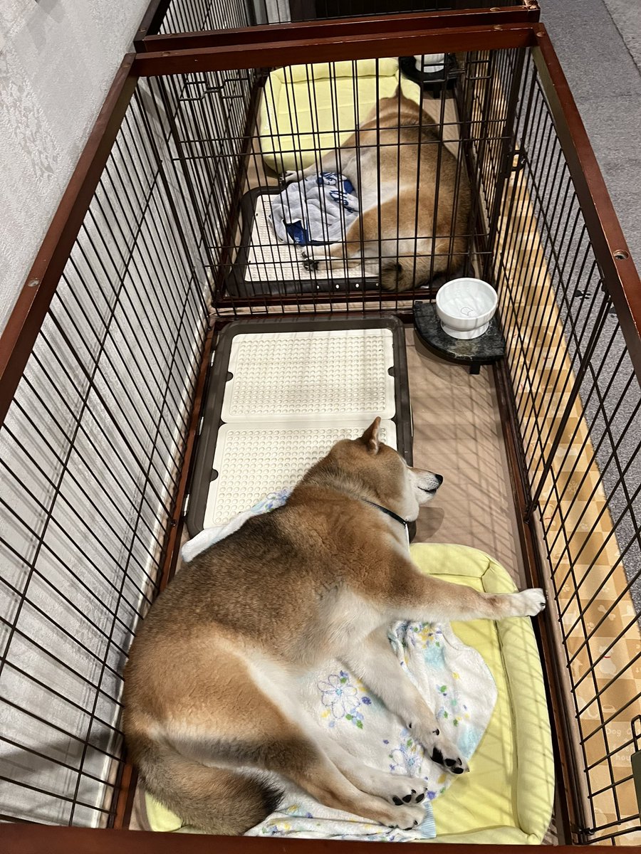 @Ducaduca柴犬御殿完成 tweet media