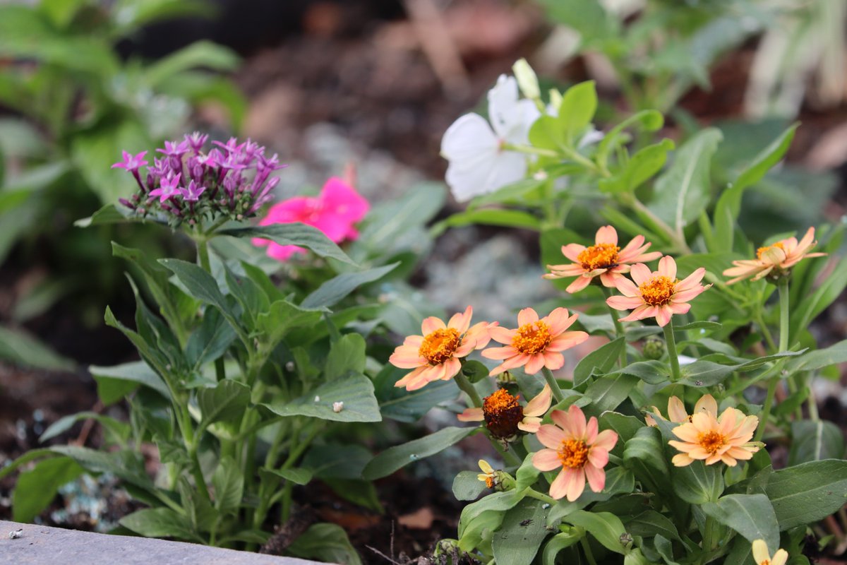 WebsterTexas_'s tweet photo. What are you planting this #EarthDay? 🌎

The Public Works Parks Division plays a big role in beautifying our City. Twice a year, the Parks crew plants vibrant flowers along West NASA Parkway, North and South Kobayashi, and West Medical Center Blvd. https://t.co/FuWuO3sdyG