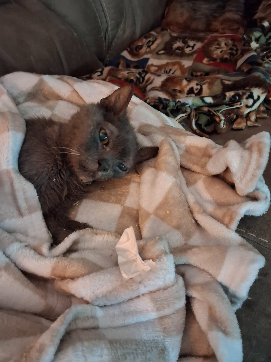 Judy Purvis tweet media