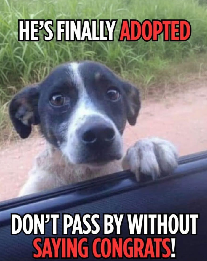 Best in Dogs tweet media