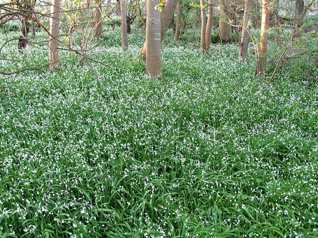 GM0URD's tweet image. Mother Nature, not missing the snow. #Dunfermline #Fife