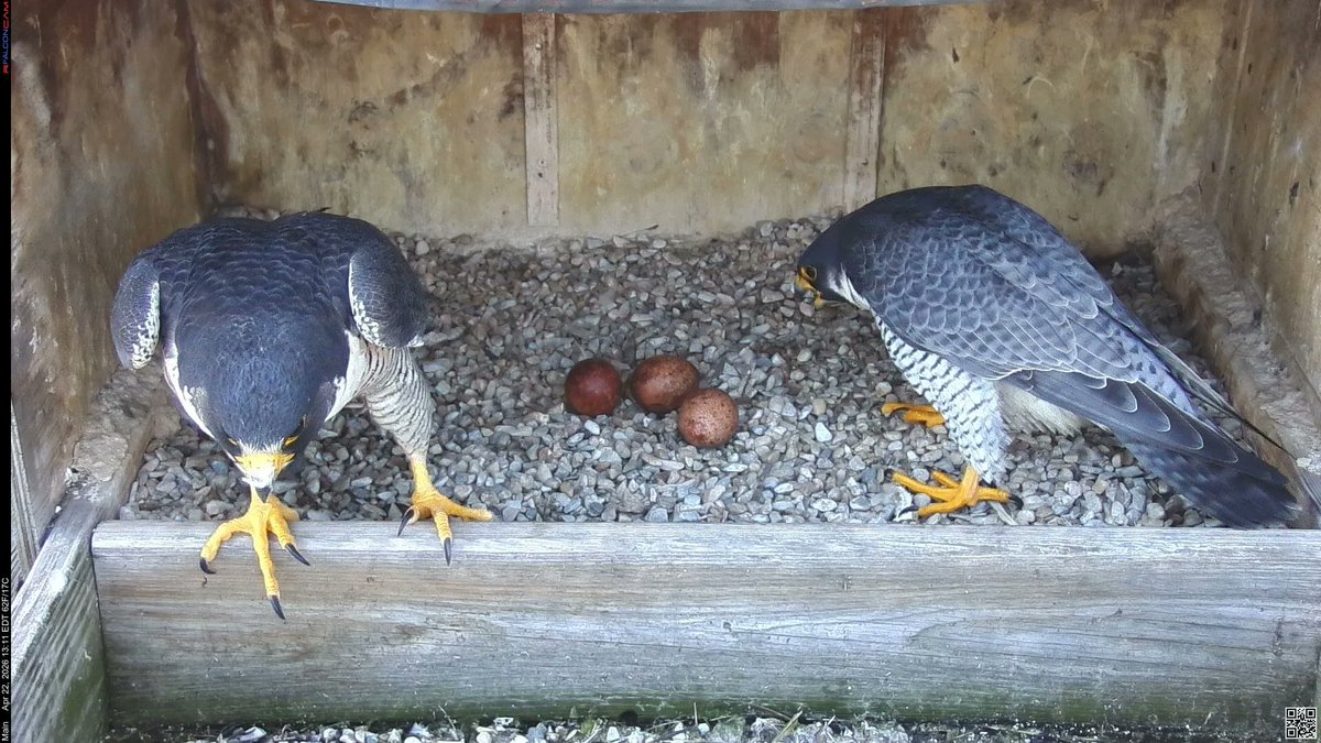Rfalconcam tweet media