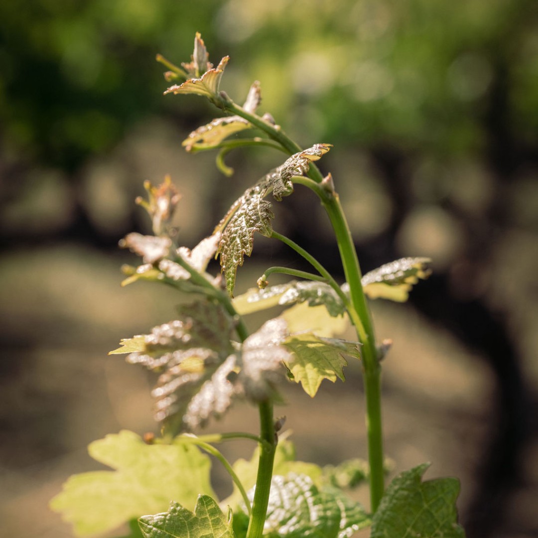 St. Supery Estate Vineyards & Winery tweet media