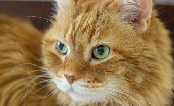 SweepsPet's tweet photo. Chef Bobby Flay’s Made By Nacho offers premium, nutritious cat food with high-quality ingredients, inspired by his own beloved cats https://t.co/CXkTATFrlZ
