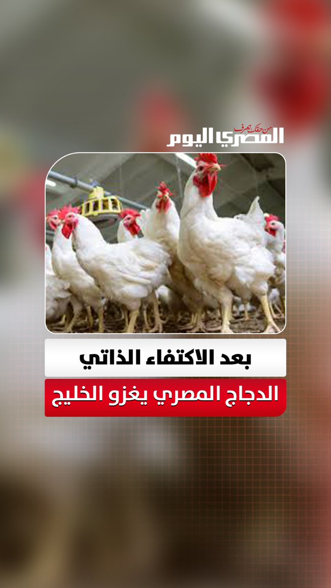 الدواجن المصرية تعود للخليج عبر بوابة قطر وقريبًا إلى الكويت 